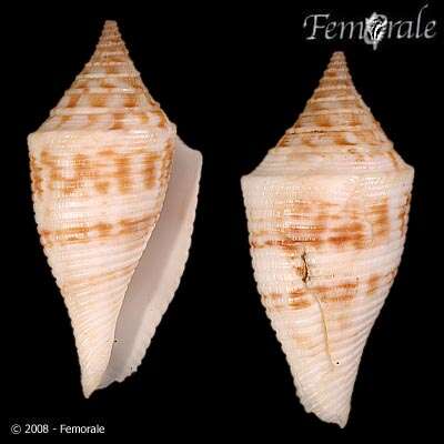 Image of Conasprella Thiele 1929