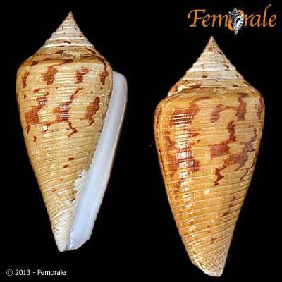 Image of Conus Linnaeus 1758