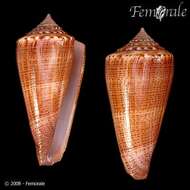 Image of <i>Conus furvus albicans</i> Sowerby 1857