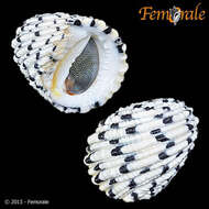 Image of textile nerite