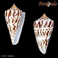 Image of Conasprella Thiele 1929