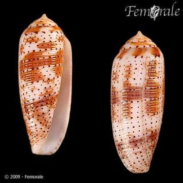 Image of cone snails