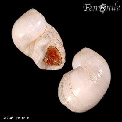 Image of moon snails