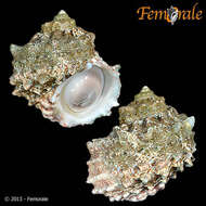 Image of turban snail