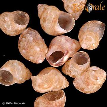 Image of pheasant shells