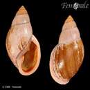 Sivun <i>Placostylus fibratus ventricosus</i> Kobelt 1891 kuva