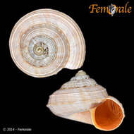 Image of Pomatiidae