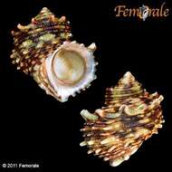 Image of turban snail