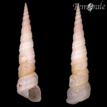 صورة Turritella columnaris Kiener 1843