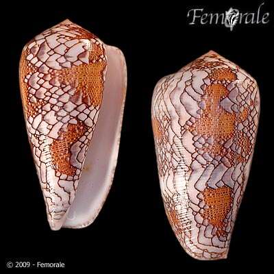 Image of Conus Linnaeus 1758