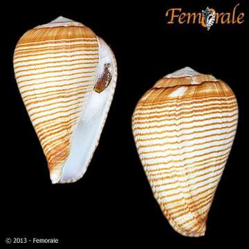 Image de Conus fuscolineatus G. B. Sowerby Iii 1905