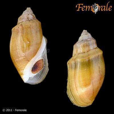 Image of <i>Melanopsis percarinata</i> Foerster 1892