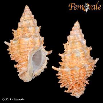 Image of Turbinellidae Swainson 1835