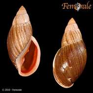 Image of <i>Placostylus fibratus pinicola</i> (Gassies 1870)