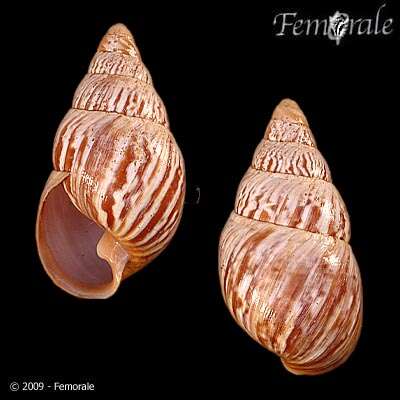 Image of achatinellid land snails