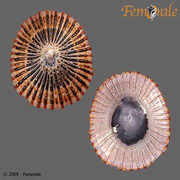 Image of Nacellidae Thiele 1891