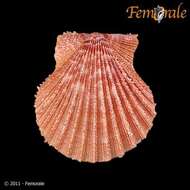 Imagem de Aequipecten P. Fischer 1886