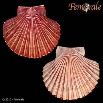 Image of Leopecten Masuda 1971