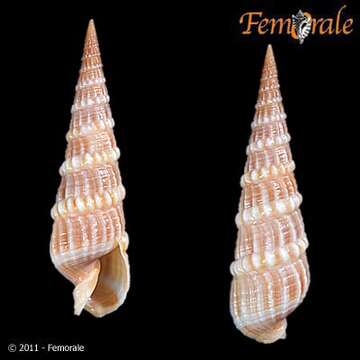 Image of Needle Whelks