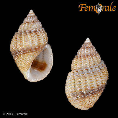 Image of Paludomidae