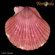 Aequipecten commutatus (Monterosato 1875)的圖片