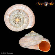 Image of Pomatiidae