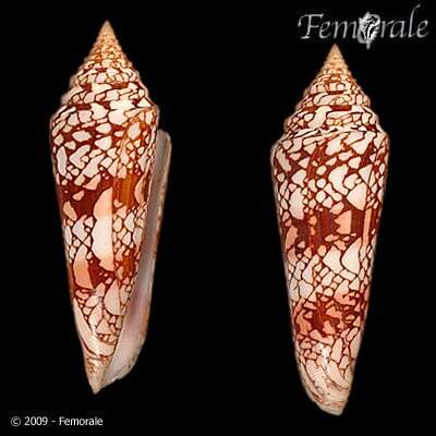 Image of cone snails