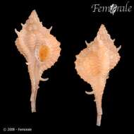 Image of Haustellum rubidus panamicus (Petuch 1990)