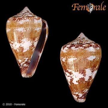 Image of Conus damottai Trovão 1979