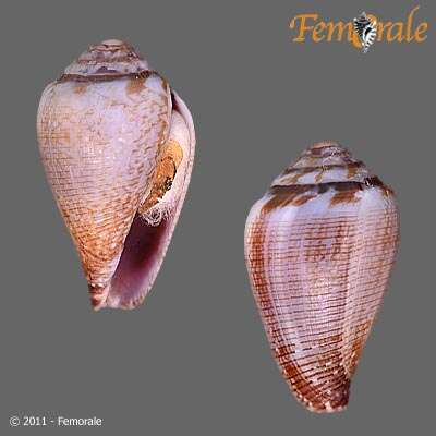 Image of cone snails