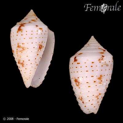 Image of Conasprella Thiele 1929