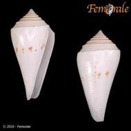 Image of Conasprella Thiele 1929