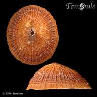 Image of Nacellidae Thiele 1891