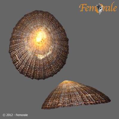 صورة Nacellidae Thiele 1891