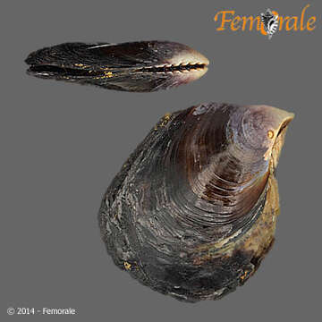 Image de Pterioidea Gray 1847