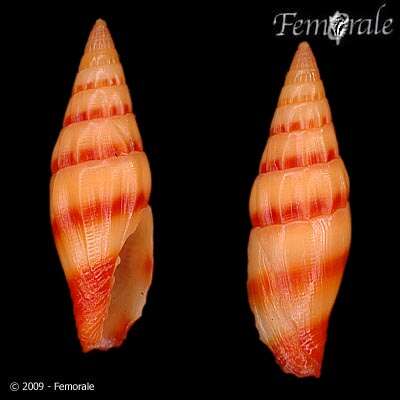 Image of Protoelongata Herrmann, Stossier & R. Salisbury 2014