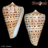 Image of cone snails