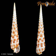 Image of Needle Whelks