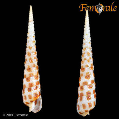 Image of Needle Whelks