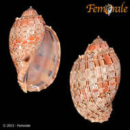 Image of Harp Snails