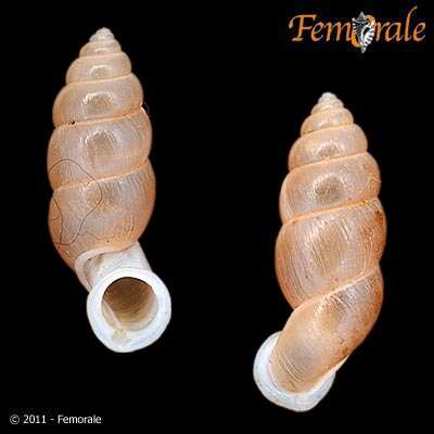 Image of Pupinidae