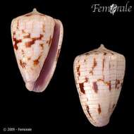 Image of cone snails