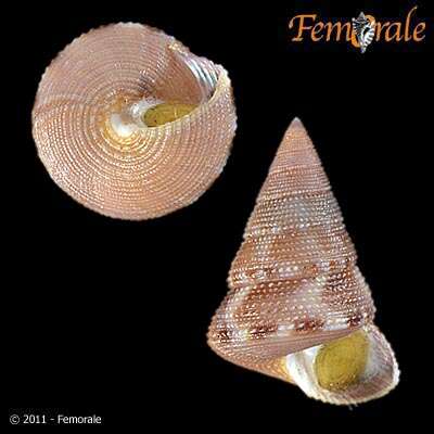 Image of Calliostoma moscatellii Quinn 1992