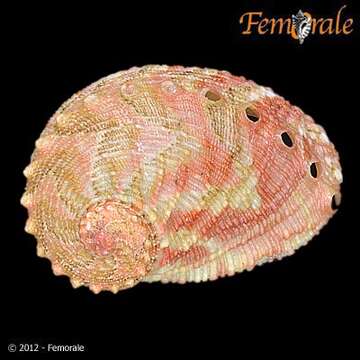 Image of Haliotoidea Rafinesque 1815