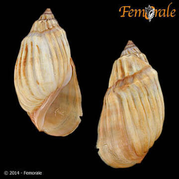 Image of Melanopsidae