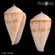 Image of cone snails