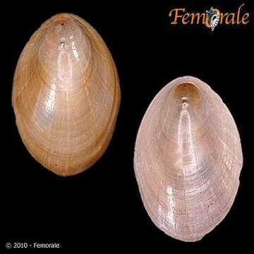 Image of Nacellidae Thiele 1891