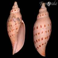 صورة Scaphella Swainson 1832