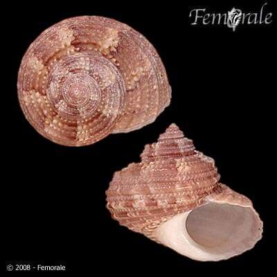 Image of turban snail