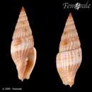 Vexillum fuscoapicatum (E. A. Smith 1879) resmi